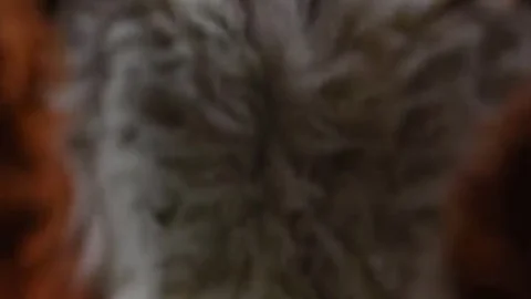Puppy acquires fucked By Fursuit With  fake penis